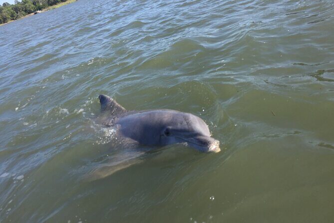 Hilton Head Island Sunset Dolphin Tour - Final Thoughts