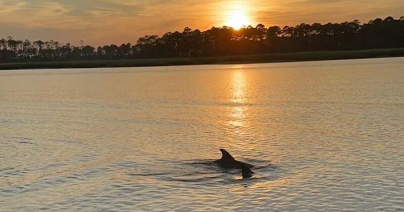 Hilton Head Island: Sunset Dolphin Watching Tour - The Sum Up