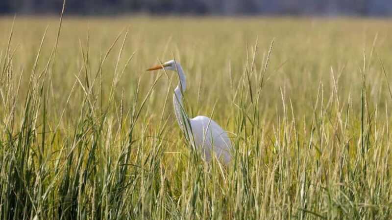 Hilton Head: Large Private Dolphin Tour, Dolphins Guaranteed - Quick Overview: What You Need to Know