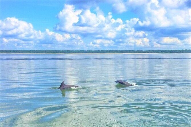 Hilton Head Morning Dolphins & Donuts Cruise - Key Points