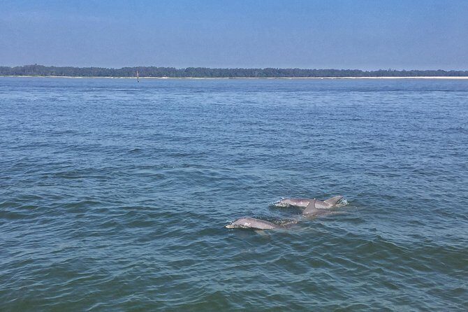 Hilton Head Morning Dolphins & Donuts Cruise - Who Will Love This Tour?
