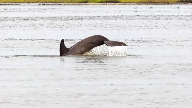 Hilton Head: Private Dolphin Cruise & Guaranteed Sightings - In Closing