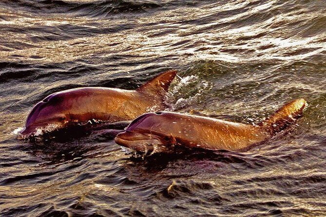 Hilton Head Sunset Dolphin Watching Cruise - FAQs