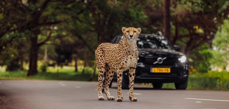 Hilvarenbeek: Safaripark Beekse Bergen Entry Ticket - Authentic Visitor Experiences & Insights