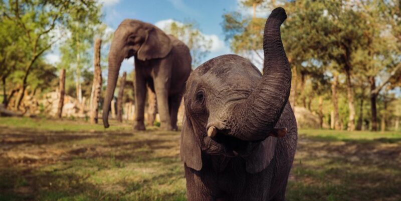 Hilvarenbeek: Safaripark Beekse Bergen Entry Ticket - FAQ