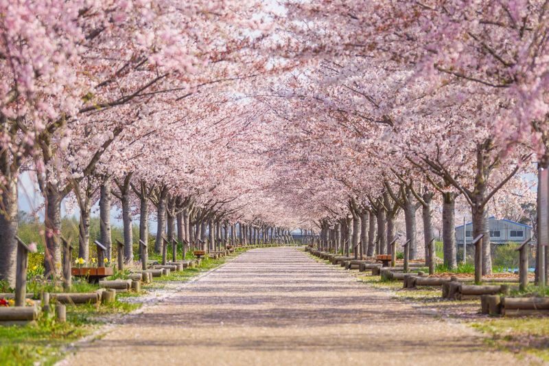 Himeji Castle, Kobe Mt. Rokko & Arima Onsen Day Trip (Spring/Year-round) - Who should book this day trip?