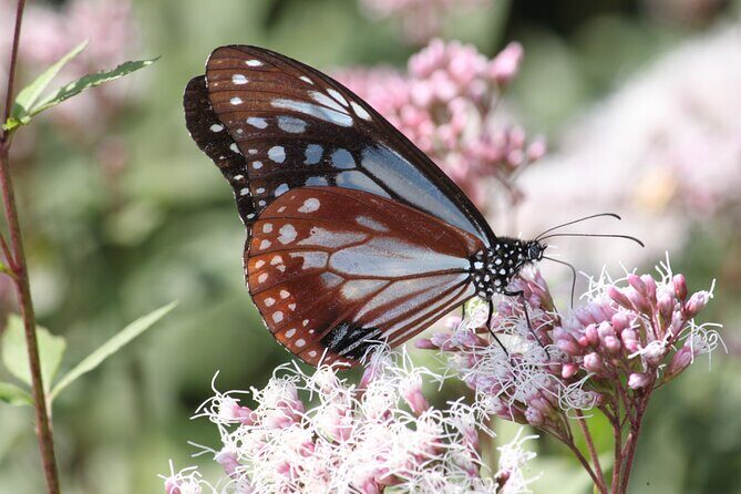 Himeshima Eco Tour from Beppu Explore Island Myths and Nature - Final Thoughts