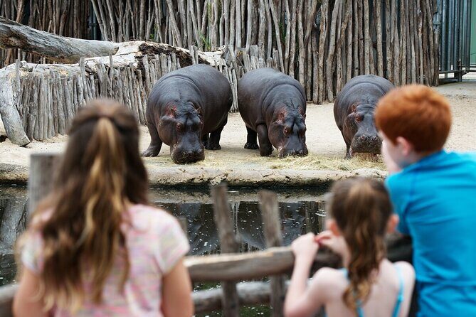 Hippo Experience at Werribee Open Range Zoo - excl. entry - An Up-Close Look at Werribee’s Hippos: A Practical Review of the Hippo Experience Tour