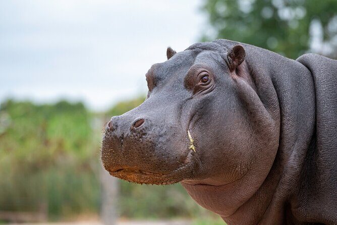 Hippo Experience at Werribee Open Range Zoo - excl. entry - Authentic Stories and Traveler Insights