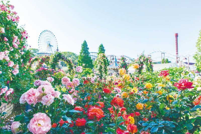 Hirakata Park Admission Ticket - A family park with room for different speeds