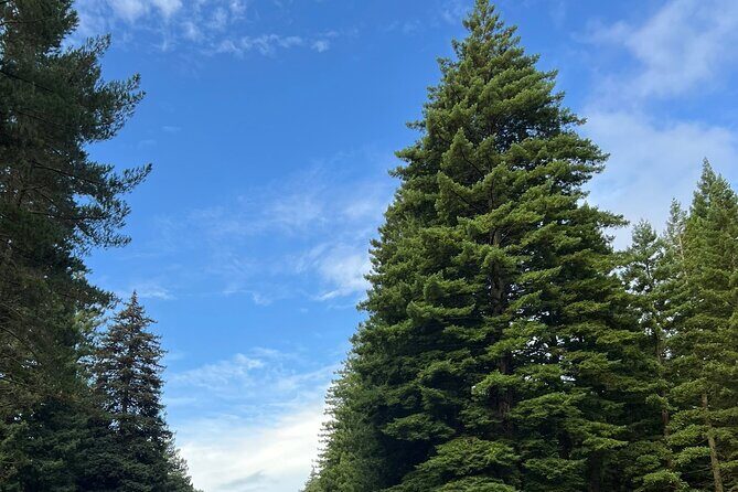 Hire A Driver For 4 Days From Auckland - FAQ