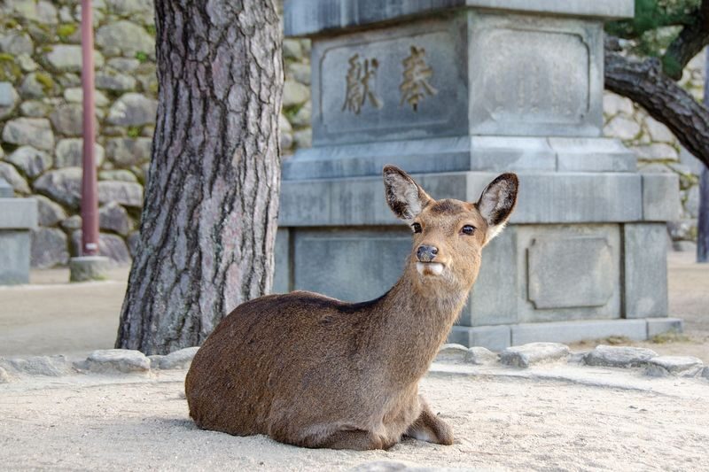 Hiroshima: 9-Hour Private Car Charter - Peace Memorial Park & Miyajima & Kintai Bridge in Iwakuni Day Trip (Departing from Hiroshima City) - Kintai Bridge: a brief final stop