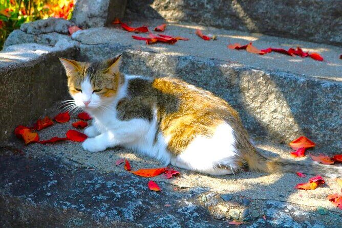 Hiroshima A Must See Onomichi 2 Hour Private Tour - A Deep Dive into the Onomichi Experience