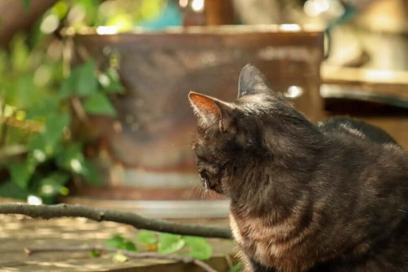 Hiroshima A Must See Onomichi 2 Hour Private Tour - Frequently Asked Questions