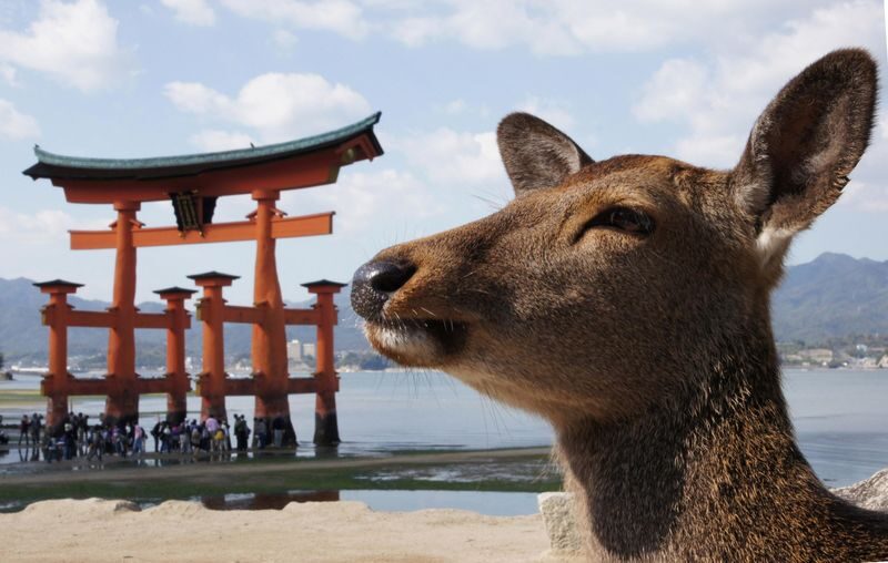 Hiroshima and Miyajima 1 Day Bus Tour with Indian Lunch - A day linking Hiroshima’s history with Miyajima’s shrine