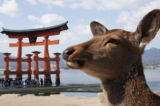Hiroshima and Miyajima Bus Tour with Indian Lunch - Key Points