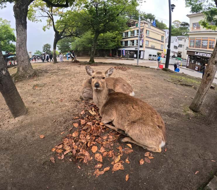 Hiroshima Miyajima and Bomb Dome Private Tour - The Value of the Tour