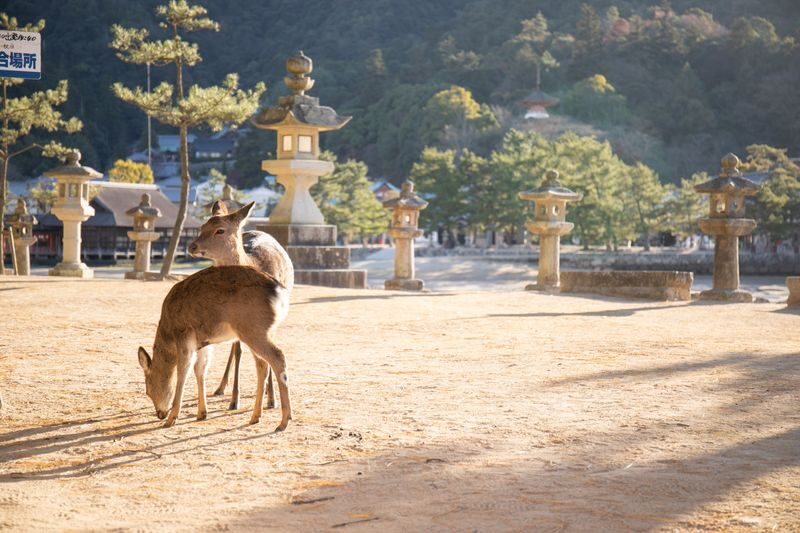 Hiroshima & Miyajima Private Full-Day Walking Tour - Who should book this Hiroshima and Miyajima day?