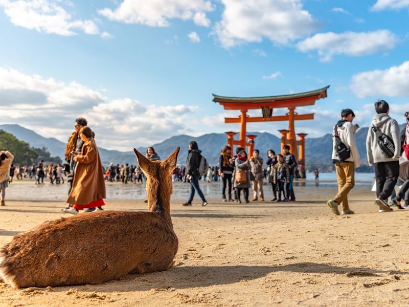 Hiroshima & Miyajima with Ferry and optional bullet train - At a glance