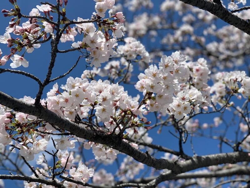 Hiroshima Must-See Highlights: Private Tour with a Local - FAQs