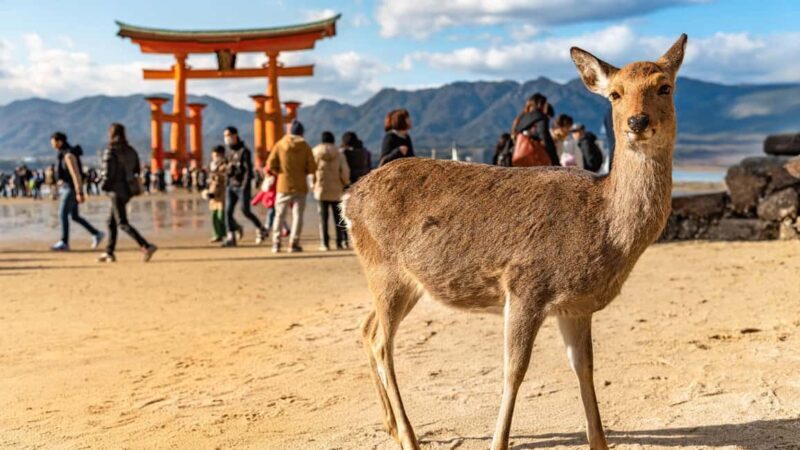 Hiroshima to Miyajima: Private Custom Tour with Ferry Ride - Key Points