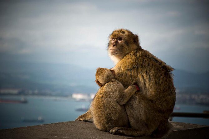 Historic Gibraltar Rock and St Michael's Cave Tour from Seville - Who Should Consider This Tour?