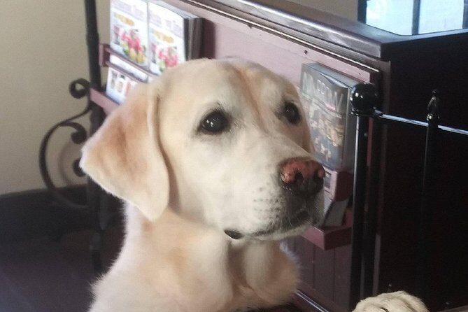 Historic Museum Tour Ticket - Who Would Love This Tour?