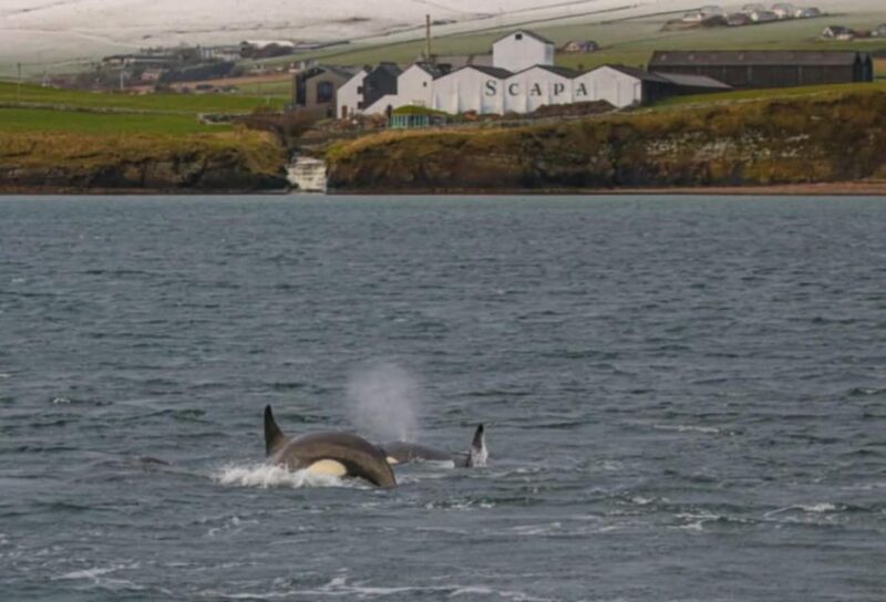Historic Orkney Private Odyssey Tour By a Native Islander - Why This Tour Offers Great Value