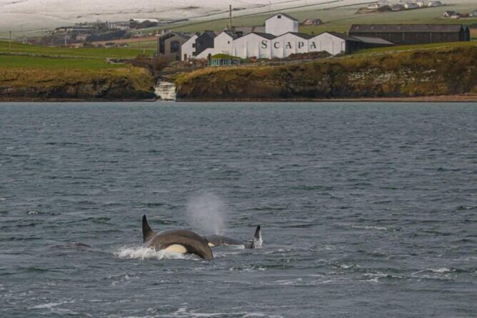 Historic Orkney Showcase Private Tour By a native Islander - The Value of a Private, Tailored Experience