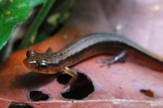 Historic River Town Ramble - Introduction: Discover the Smokies Through History and Nature