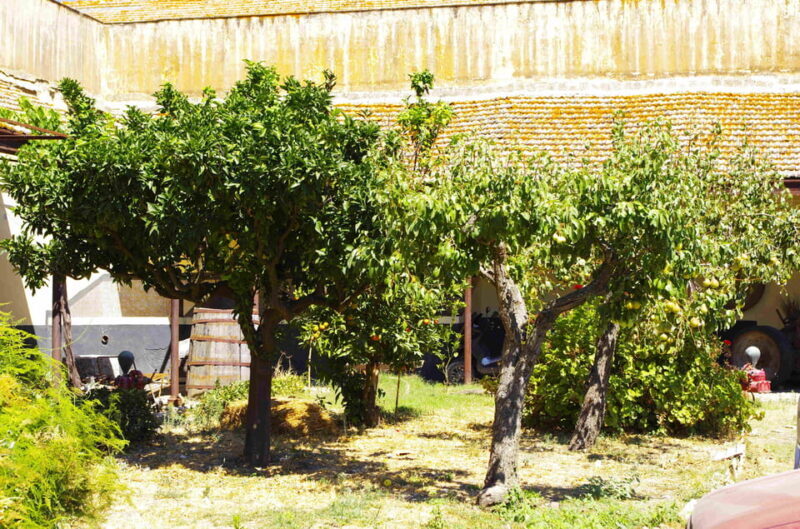 Historical Baglio Florio Adamo tour with wine tasting - Final Thoughts