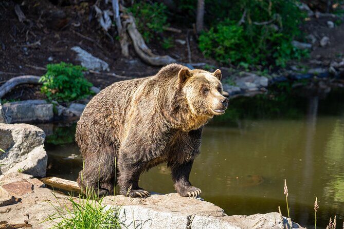 Historical Sightseeing in North Vancouver and Grouse Mountain - Exploring Vancouver’s North Shore: A Balance of History and Scenic Beauty