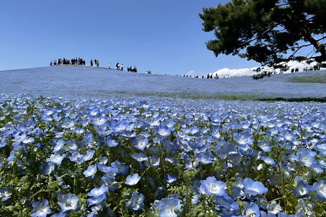 Hitachi Seaside Park & Nakaminato fish market tour - Key Points