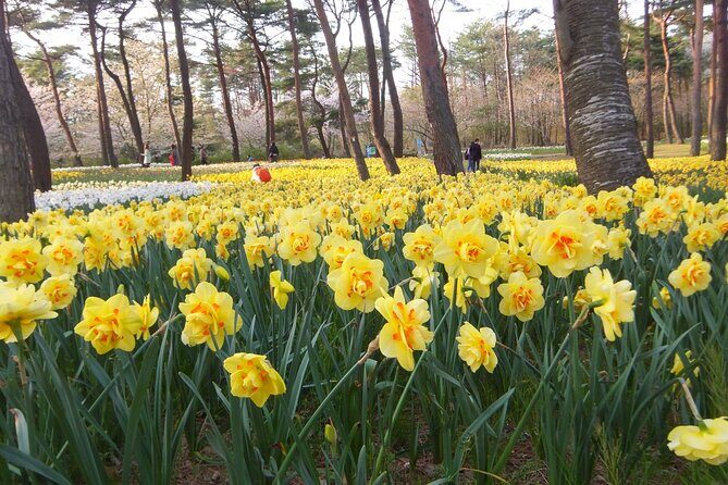 Hitachi Seaside Park & Nakaminato fish market tour - Who Is This Tour Best For?