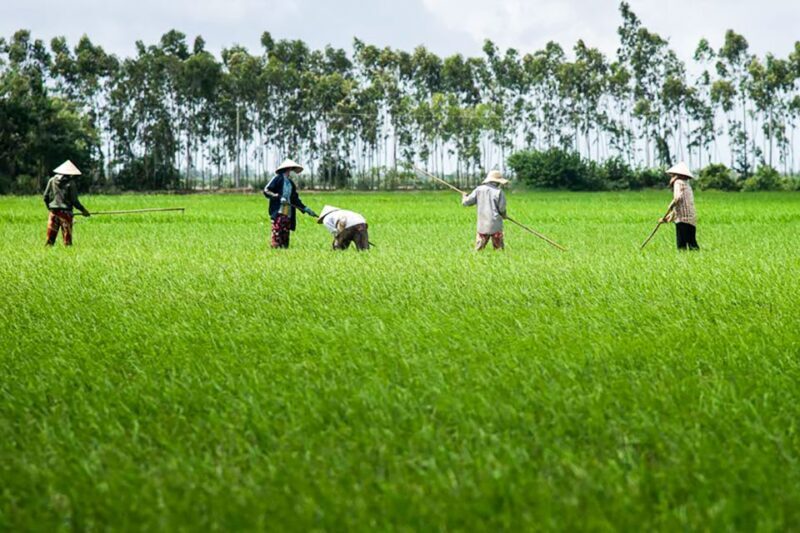 Ho Chi Minh City: Mekong Delta Full-Day Speedboat Tour - FAQs