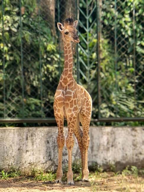 Ho Chi Minh City: Zoo & History Museum Guided Tour - Why We Recommend It