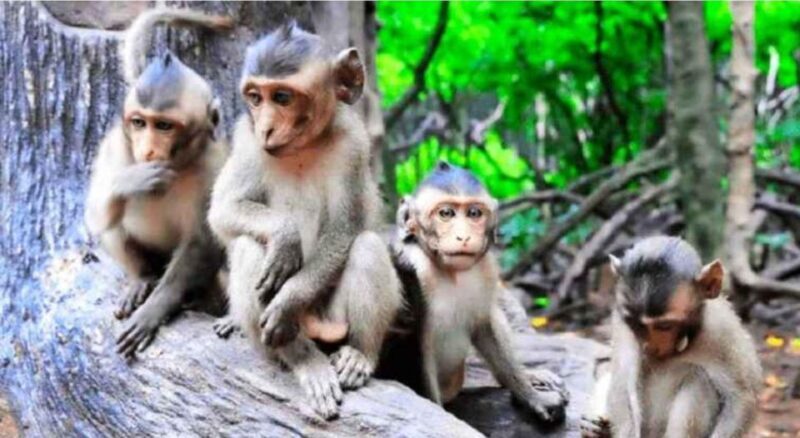 Ho Chi Minh: Eco Tour to Can Gio Mangrove Forest PVT and SIC - Key Points