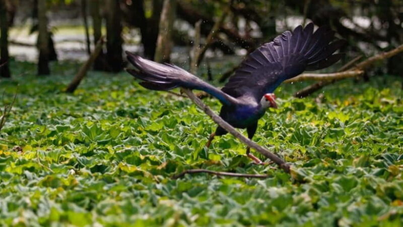Ho Chi Minh: Floating Market & Bird Sanctuary 2-Day Trip - Exploring the Mekong Delta: A Balanced View of the 2-Day Tour