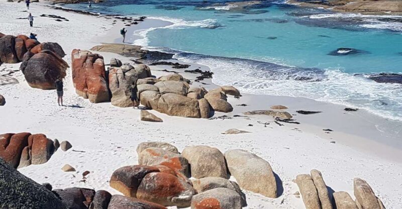 Hobart: 4 Day Wild Tasmania Tour - What Makes This Tour Stand Out