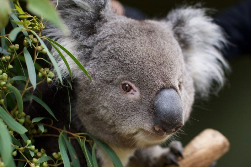 Hobart: Admission Ticket to Bonorong Wildlife Sanctuary - Hobart: Admission Ticket to Bonorong Wildlife Sanctuary