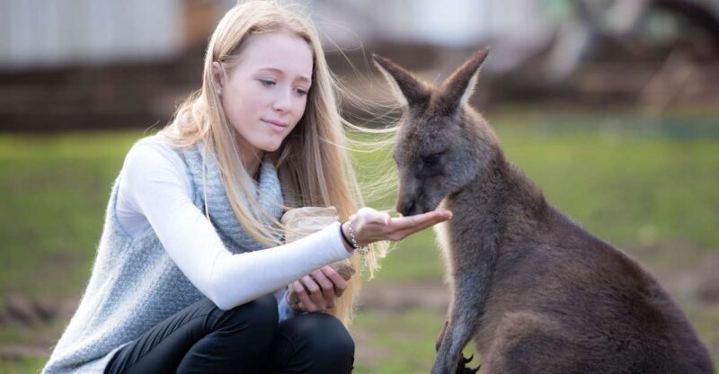 Hobart: Admission Ticket to Bonorong Wildlife Sanctuary - Key Points