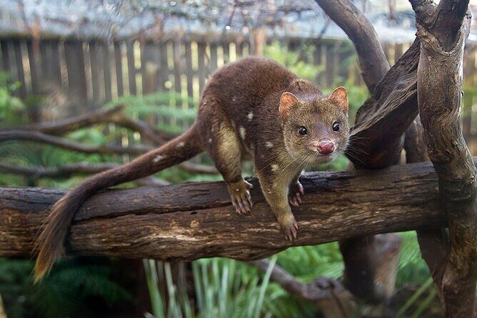 Hobart Adventurer Day Tour | Amazing Views & Native Wildlife - Summary: Is This Tour Right for You?