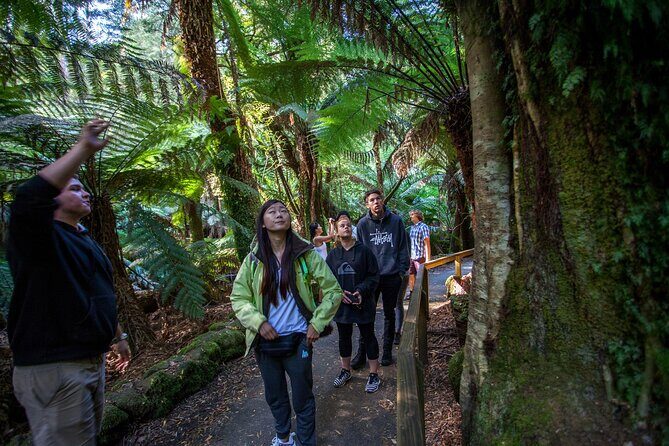 Hobart Cruise Ship Tour Mt Field National Park and Wildlife - Hobart Cruise Ship Tour Mt. Field National Park and Wildlife: An Authentic Tasmanian Adventure