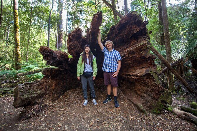 Hobart Cruise Ship Tour Mt Field National Park and Wildlife - Who Should Consider This Tour?