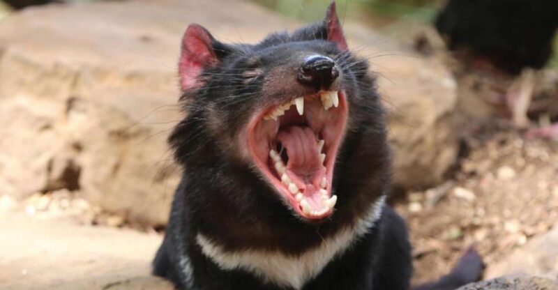 Hobart: Full-Day Bonorong Wildlife Sanctuary & Richmond Tour - Hobart: Full-Day Bonorong Wildlife Sanctuary & Richmond Tour