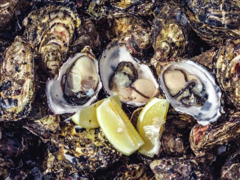 Hobart: Full-Day Tasmania Gourmet Seafood Cruise - The Practical Aspects: Comfort, Value, and Group Size