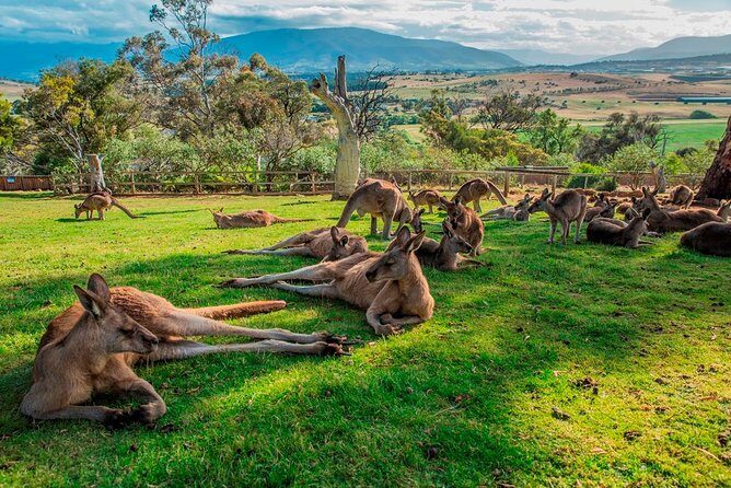 Hobart Highlights Day Tour - The Practical Side of the Tour