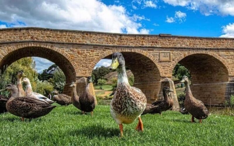 Hobart: Hobart, Richmond, & Bonorong Wildlife Sanctuary Tour - FAQ