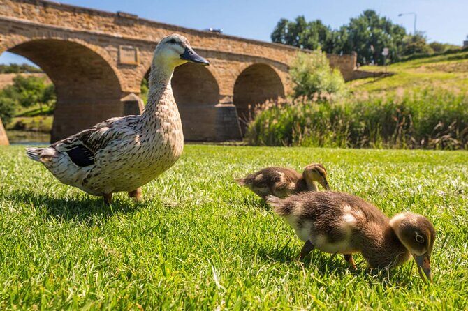 Hobart Hop-On Hop-Off Bus & Richmond Village Tour - Final Thoughts