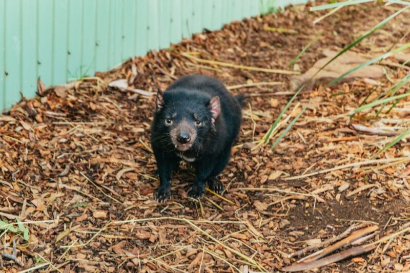 Hobart: Mt Wellington, Mt Field, Bonorong and Richmond Trip - Evaluating the Value